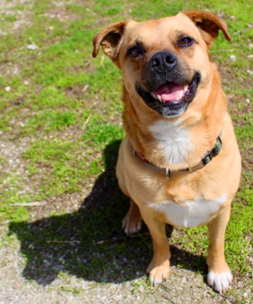 Rudy, an adoptable Pug, Terrier in Shorewood, IL, 60431 | Photo Image 1