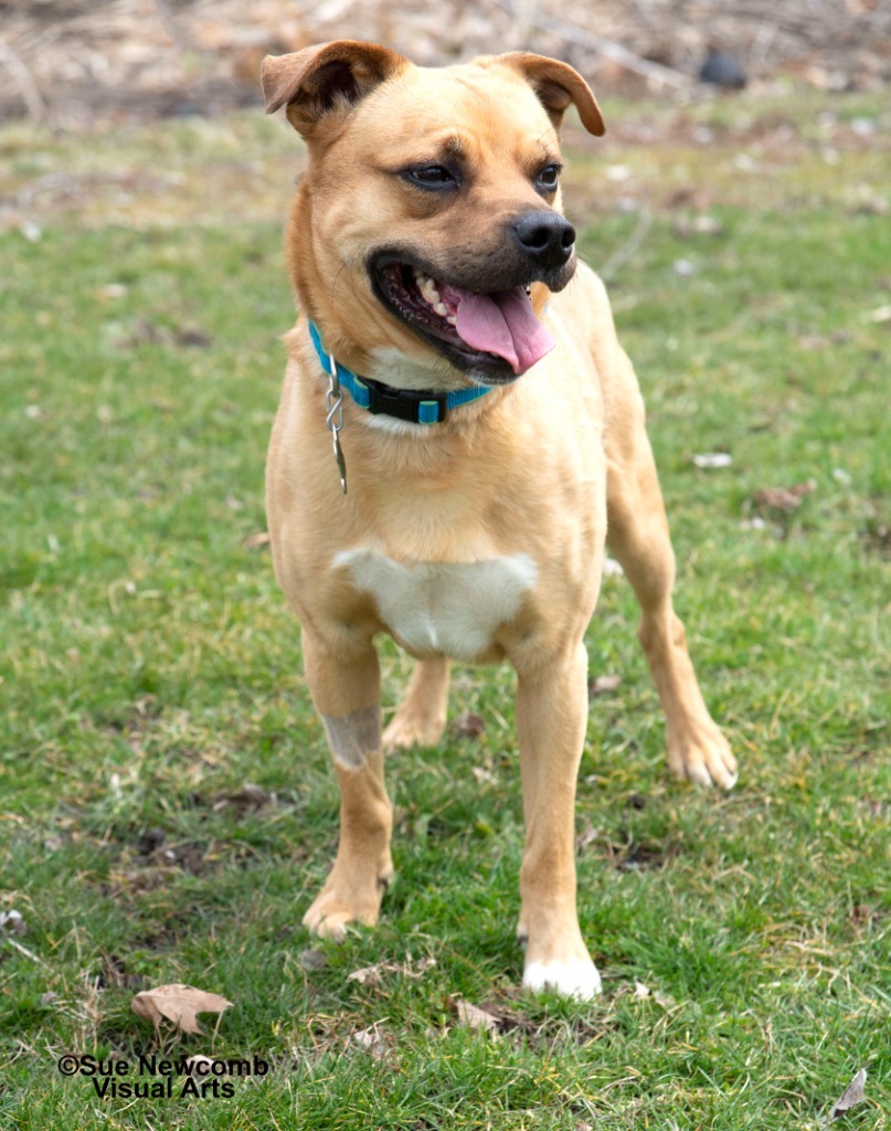 Rudy, an adoptable Pug, Terrier in Shorewood, IL, 60431 | Photo Image 2