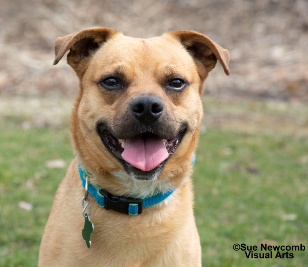 Rudy, an adoptable Pug, Terrier in Shorewood, IL, 60431 | Photo Image 3