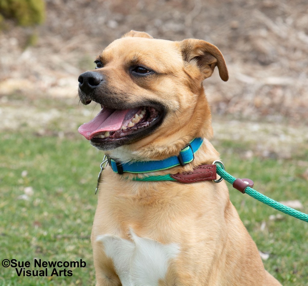 Rudy, an adoptable Pug, Terrier in Shorewood, IL, 60431 | Photo Image 3