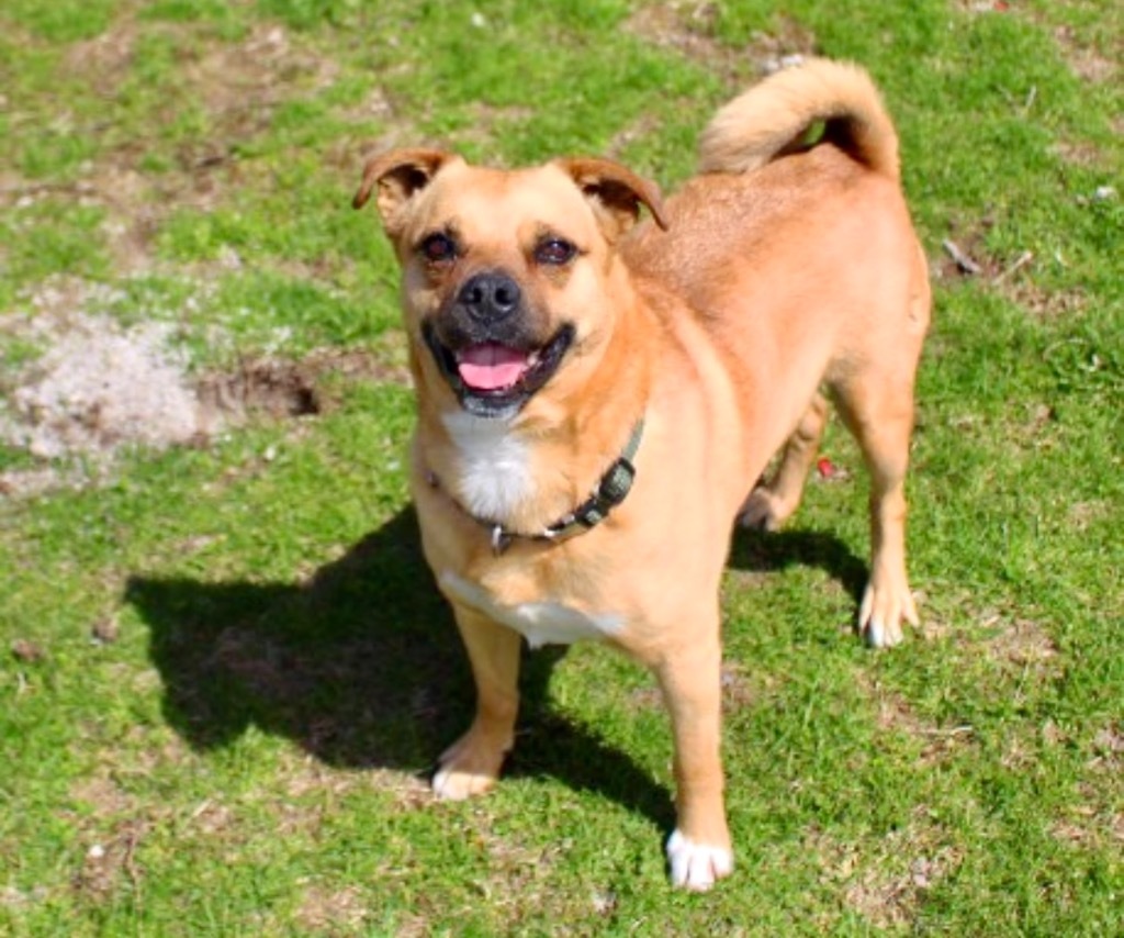 Rudy, an adoptable Pug, Terrier in Shorewood, IL, 60431 | Photo Image 3