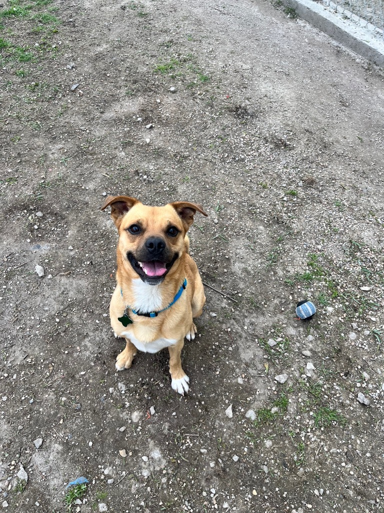 Rudy, an adoptable Pug, Terrier in Shorewood, IL, 60431 | Photo Image 4