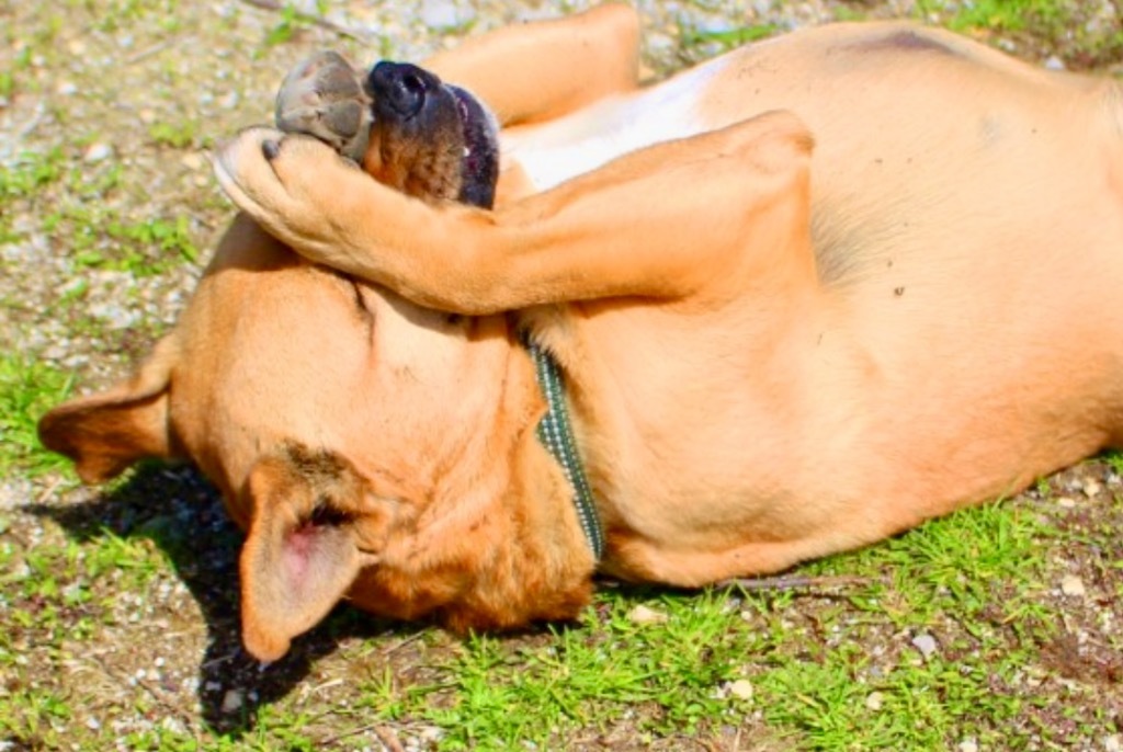 Rudy, an adoptable Pug, Terrier in Shorewood, IL, 60431 | Photo Image 4