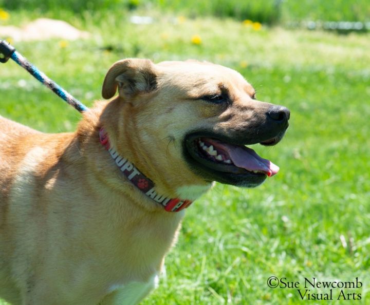 Rudy, an adoptable Pug & Terrier Mix in Shorewood, IL_image-5