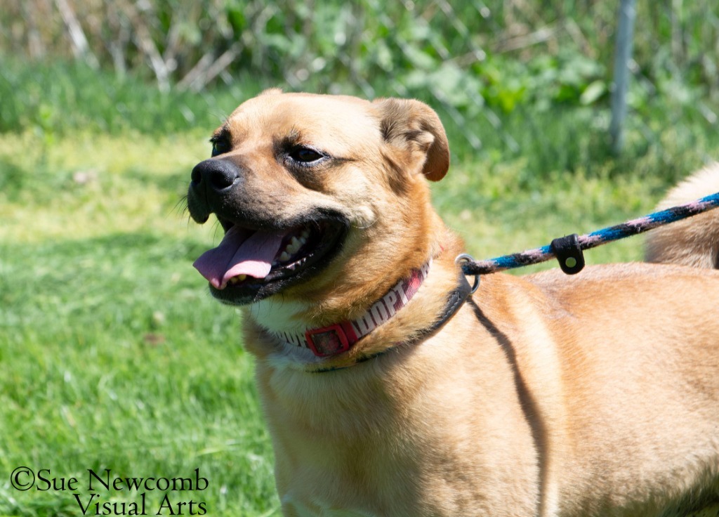 Rudy, an adoptable Pug, Terrier in Shorewood, IL, 60431 | Photo Image 5