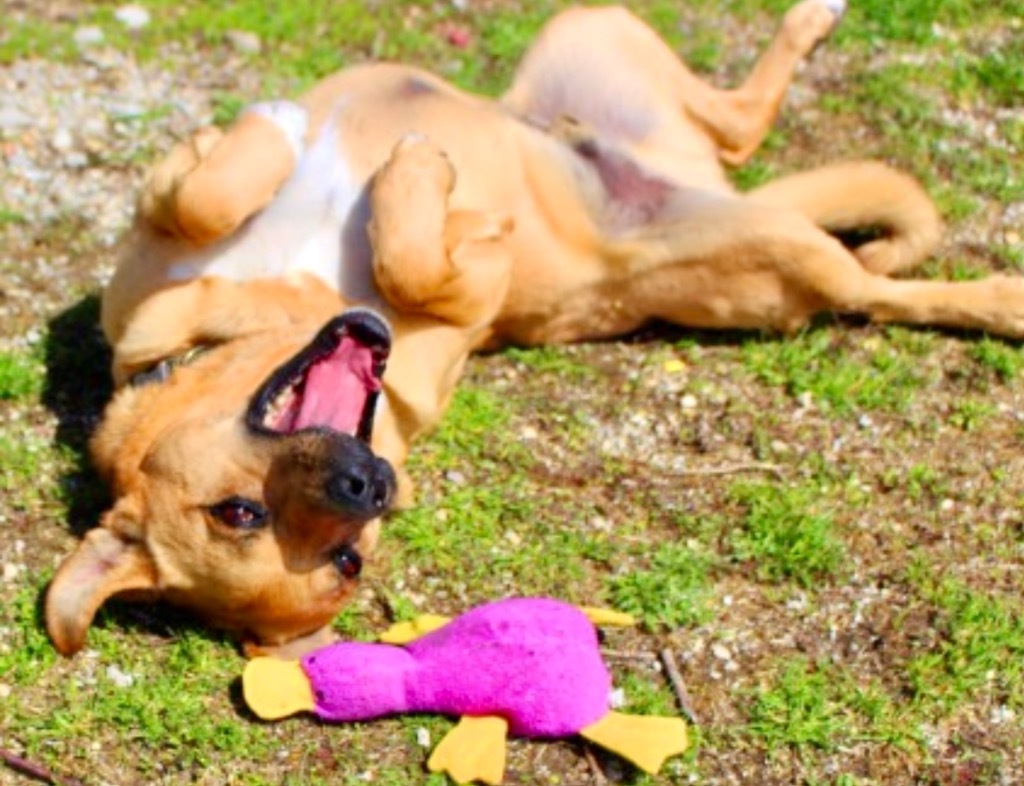 Rudy, an adoptable Pug, Terrier in Shorewood, IL, 60431 | Photo Image 5