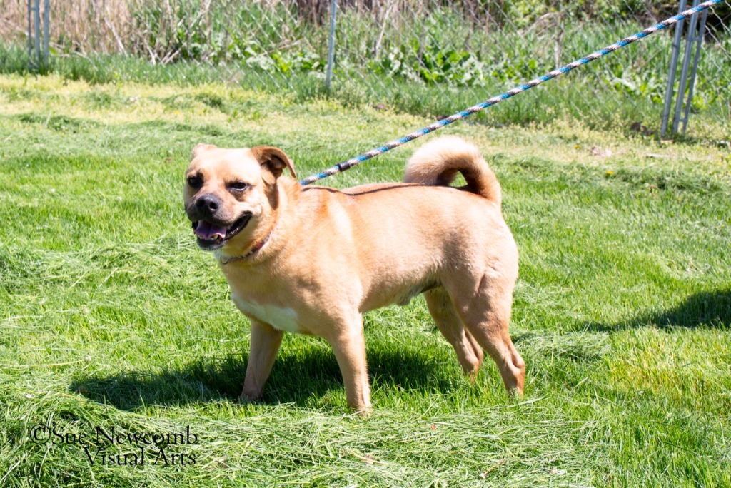 Rudy, an adoptable Pug, Terrier in Shorewood, IL, 60431 | Photo Image 6