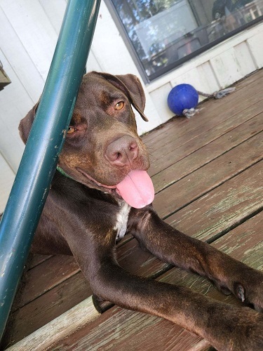Fred #11, an adoptable Chocolate Labrador Retriever Mix in Killingworth, CT_image-5