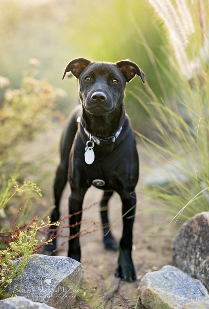 Brady, an adoptable Labrador Retriever & Hound Mix in San Diego, CA_image-1