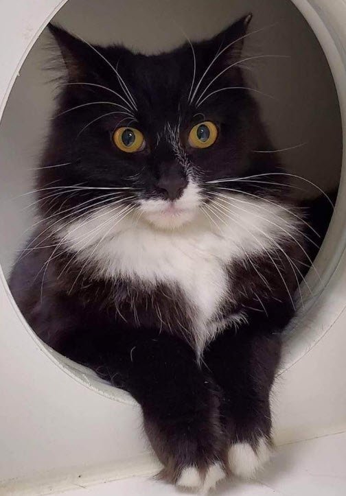 Arancini (must be adopted with Gyoza, an adoptable Domestic Long Hair in Hudson, MA_image-1