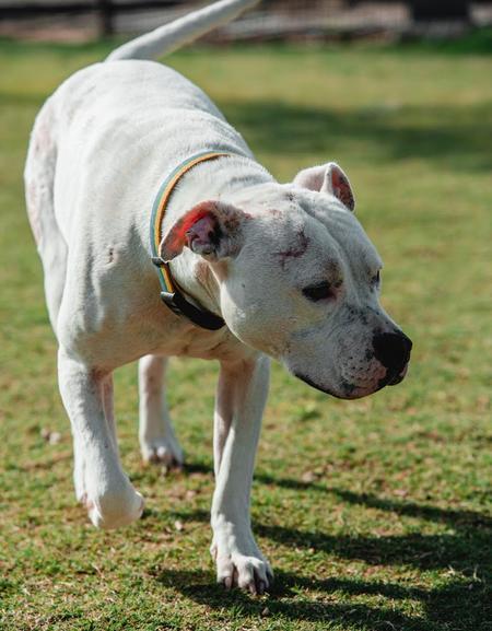 Mr. Wiggles, an adoptable Pit Bull Terrier & Dogo Argentino Mix in Lubbock, TX_image-4