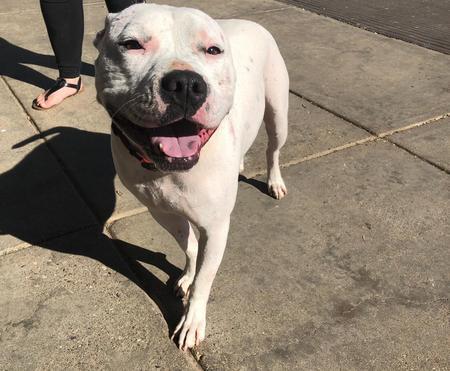 Mr. Wiggles, an adoptable Pit Bull Terrier & Dogo Argentino Mix in Lubbock, TX_image-6