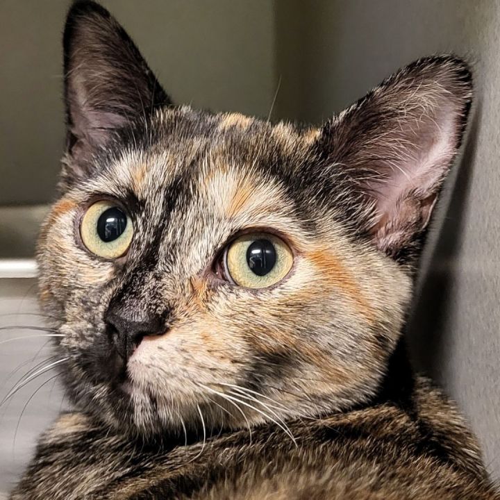 Katniss, an adopted Tortoiseshell in Grayslake, IL_image-1