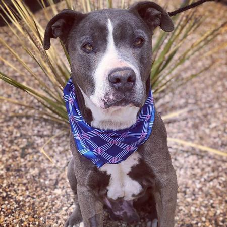 Rhino, an adoptable Pit Bull Terrier in Lubbock, TX_image-1
