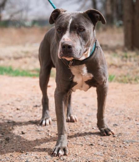 Rhino, an adoptable Pit Bull Terrier in Lubbock, TX_image-2
