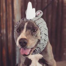 Rhino, an adoptable Pit Bull Terrier in Lubbock, TX_image-3