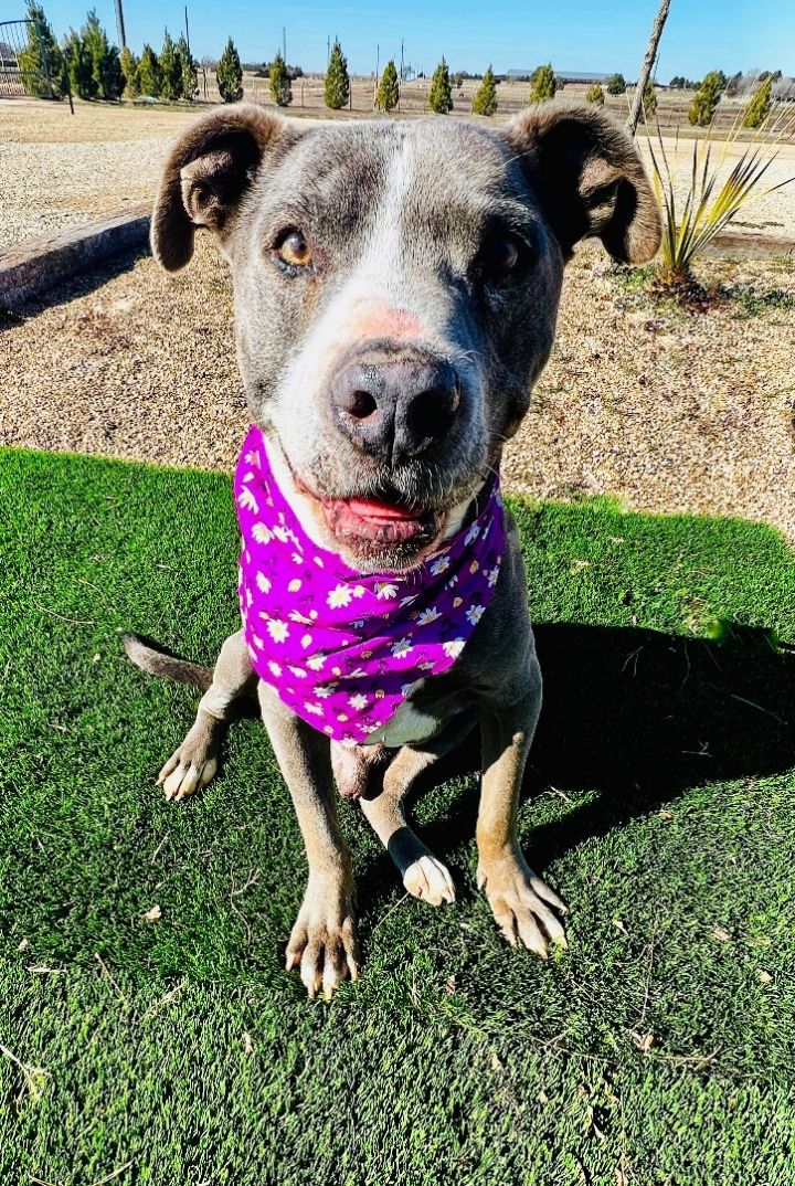 Dog for adoption Rhino a Pit Bull Terrier in Lubbock TX