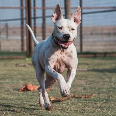 Kemper, an adoptable Pit Bull Terrier Mix in Lubbock, TX_image-2