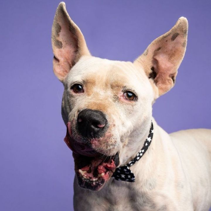 Kemper, an adoptable Pit Bull Terrier Mix in Lubbock, TX_image-1