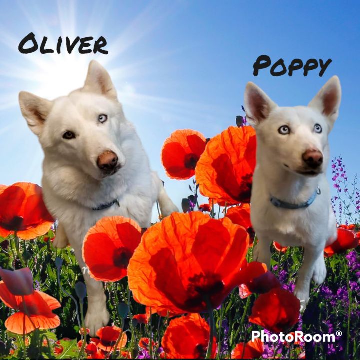 Oliver (Need Foster) 2