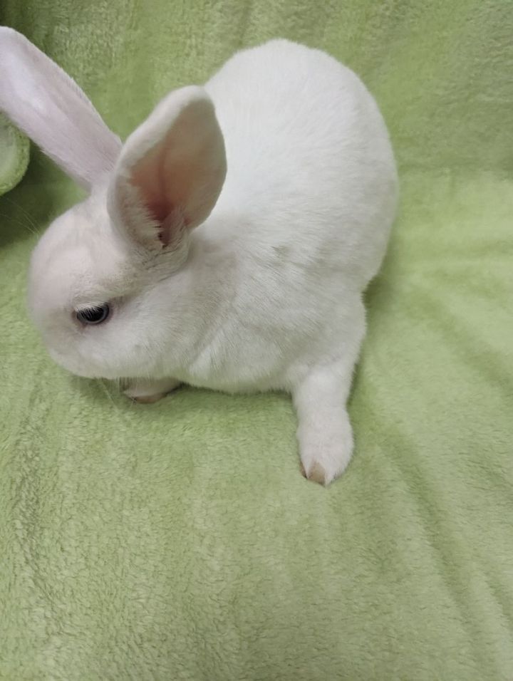 Oscar, an adoptable Bunny Rabbit in Roseville, CA_image-2