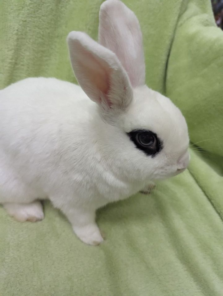Oscar, an adoptable Bunny Rabbit in Roseville, CA_image-4
