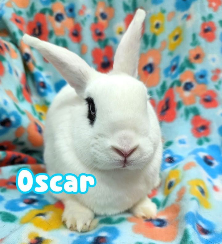 Oscar, an adoptable Bunny Rabbit in Roseville, CA_image-1