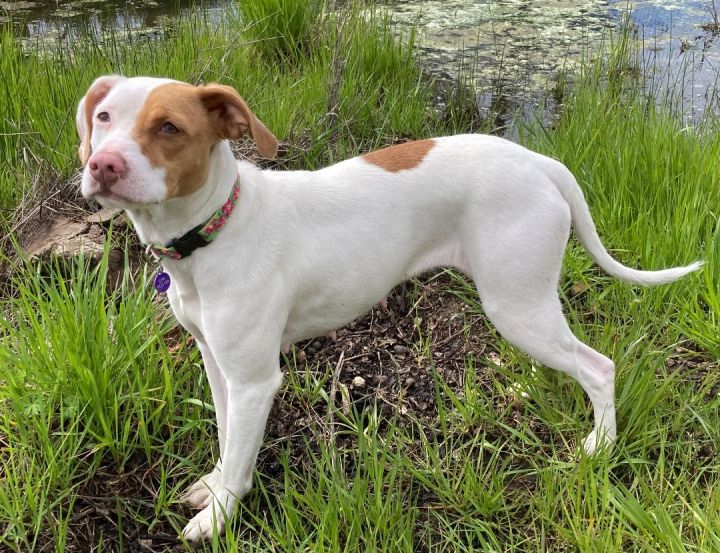 Macy, an adopted English Pointer & Terrier Mix in Red Bluff, CA_image-3
