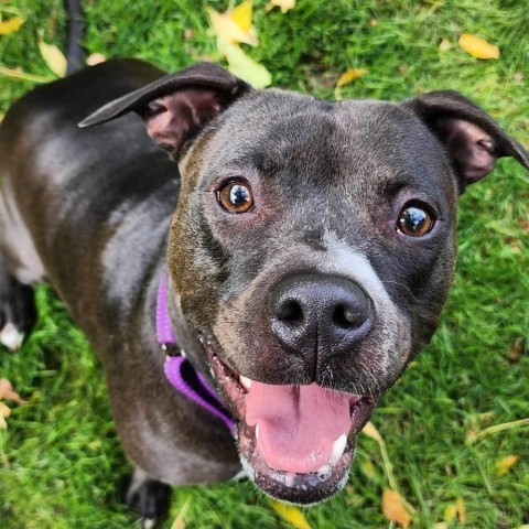 Nona, an adoptable Pit Bull Terrier in Zimmerman, MN, 55398 | Photo Image 1