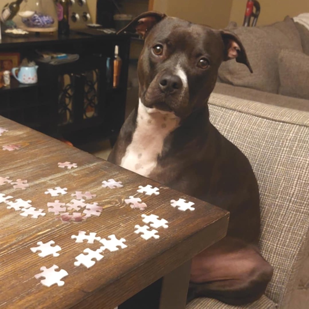 Nona, an adoptable Pit Bull Terrier in Zimmerman, MN, 55398 | Photo Image 1