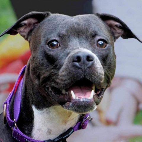Nona, an adoptable Pit Bull Terrier in Zimmerman, MN, 55398 | Photo Image 2