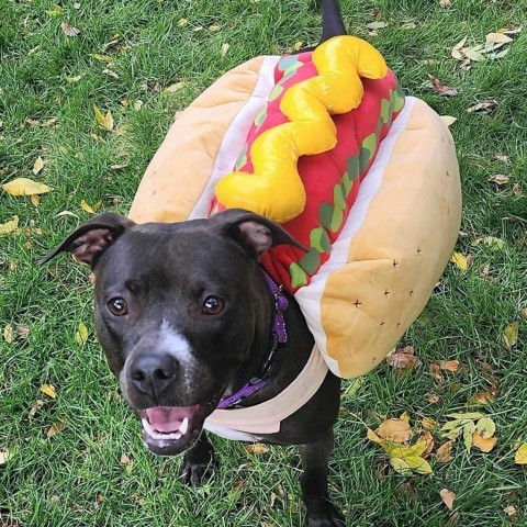 Nona, an adoptable Pit Bull Terrier in Zimmerman, MN, 55398 | Photo Image 3