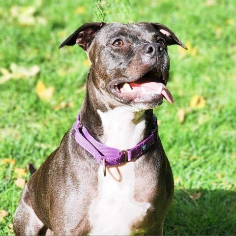 Nona, an adoptable Pit Bull Terrier in Zimmerman, MN, 55398 | Photo Image 3