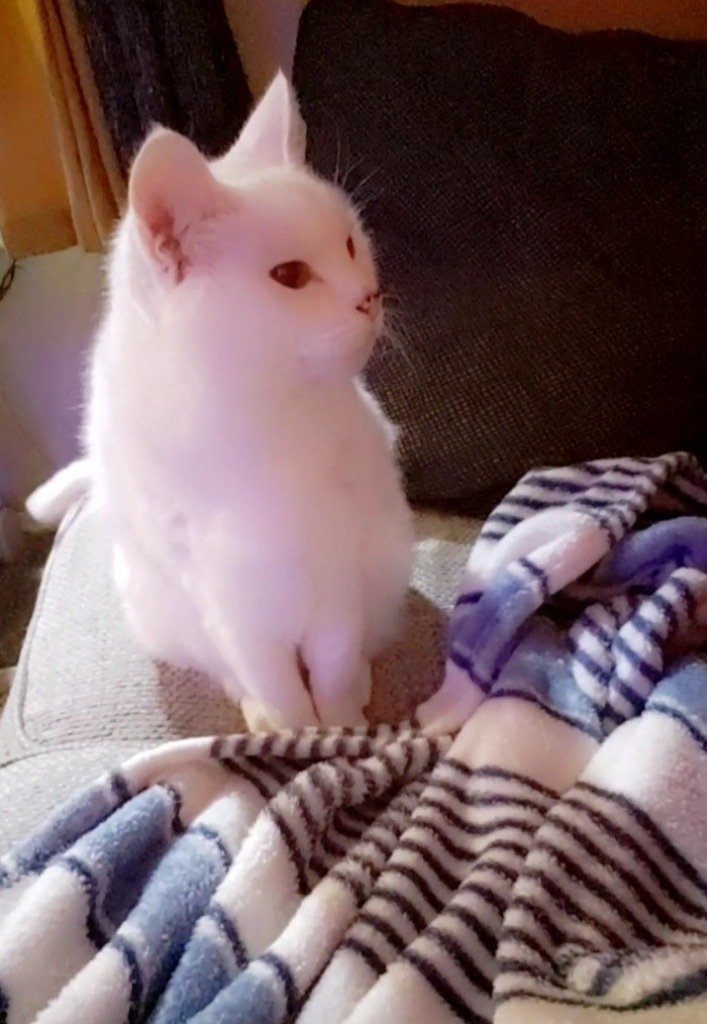 Lily 1