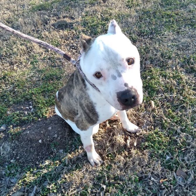 Clark, an adoptable Pit Bull Terrier in Tulsa, OK_image-4