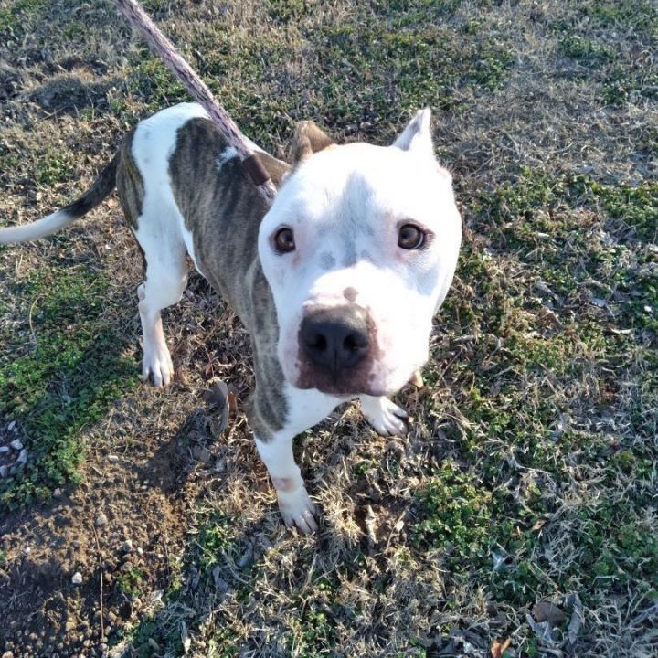 Clark, an adoptable Pit Bull Terrier in Tulsa, OK_image-5