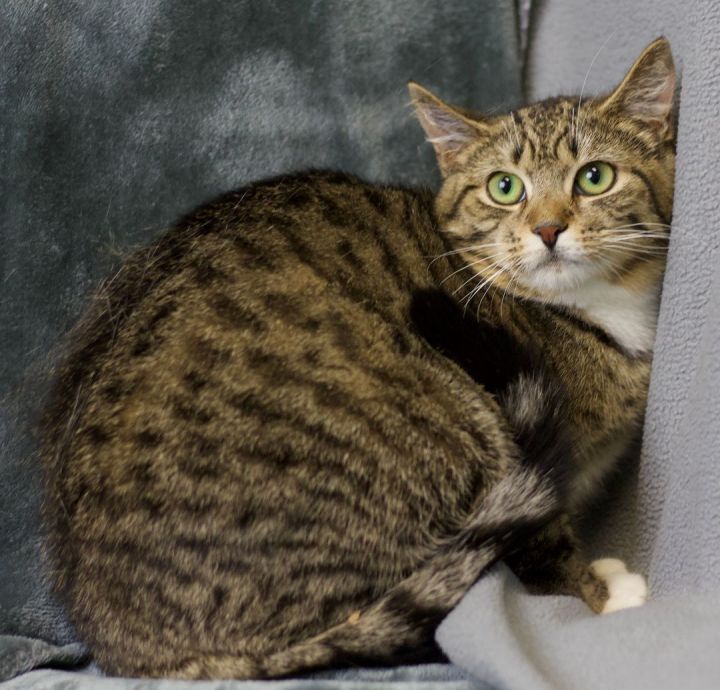 Fiona, an adopted Tabby in Blackwood, NJ_image-5