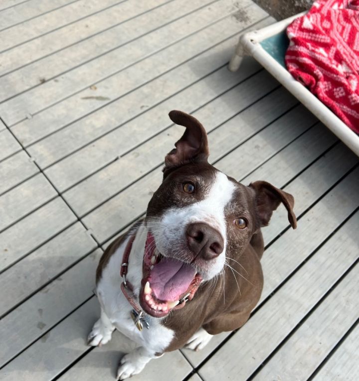 Oscar, an adoptable Pit Bull Terrier & Pointer Mix in Meriden, CT_image-3