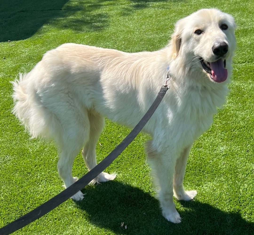 Great pyrenees store and golden retriever