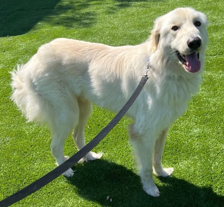 Winston Churchill, an adoptable Great Pyrenees & Golden Retriever Mix in Carlsbad, CA_image-1