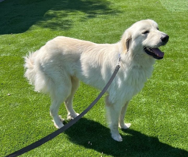 Great retriever hot sale