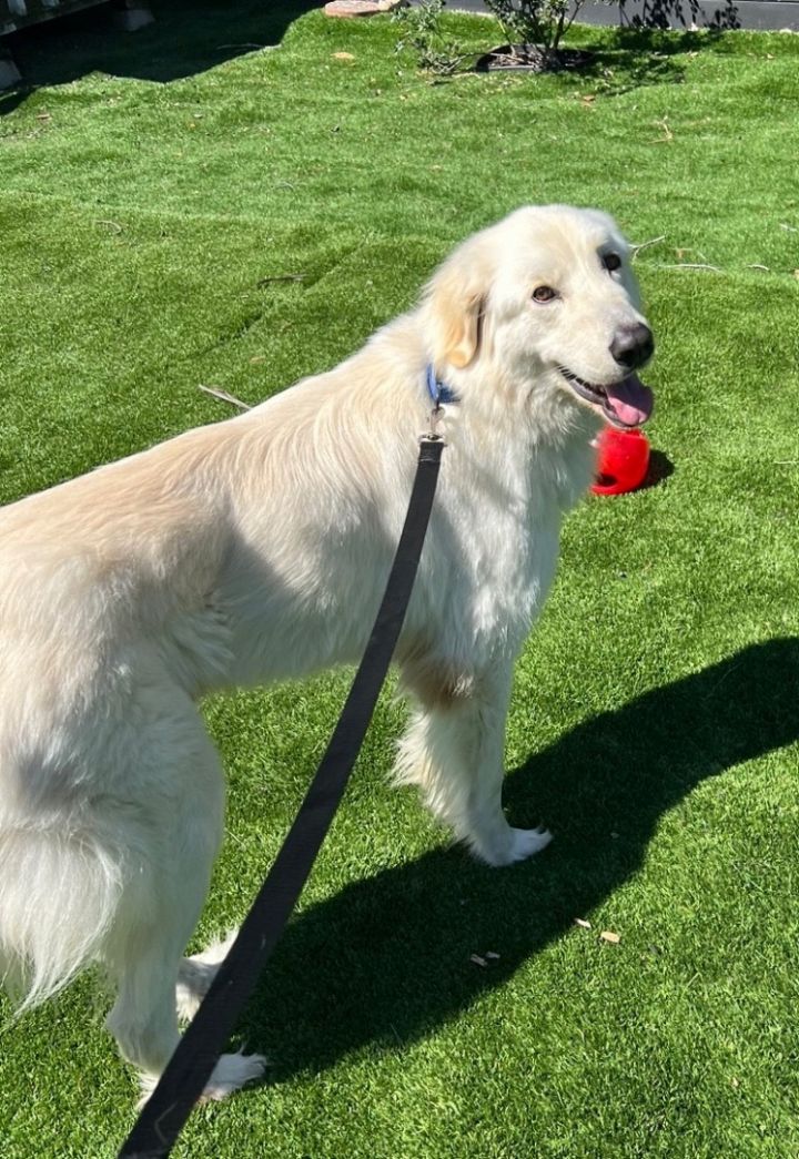 Winston Churchill, an adoptable Great Pyrenees & Golden Retriever Mix in Carlsbad, CA_image-3