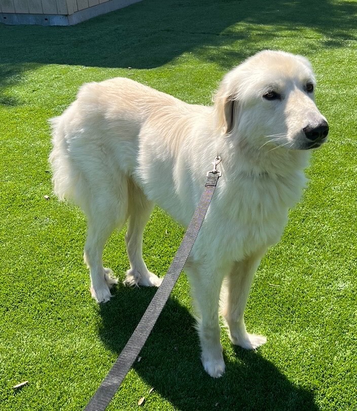 Winston Churchill, an adoptable Great Pyrenees & Golden Retriever Mix in Carlsbad, CA_image-4