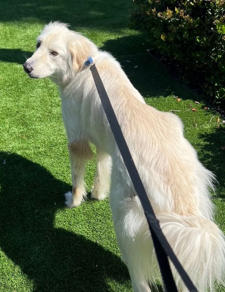 Winston Churchill, an adoptable Great Pyrenees & Golden Retriever Mix in Carlsbad, CA_image-5