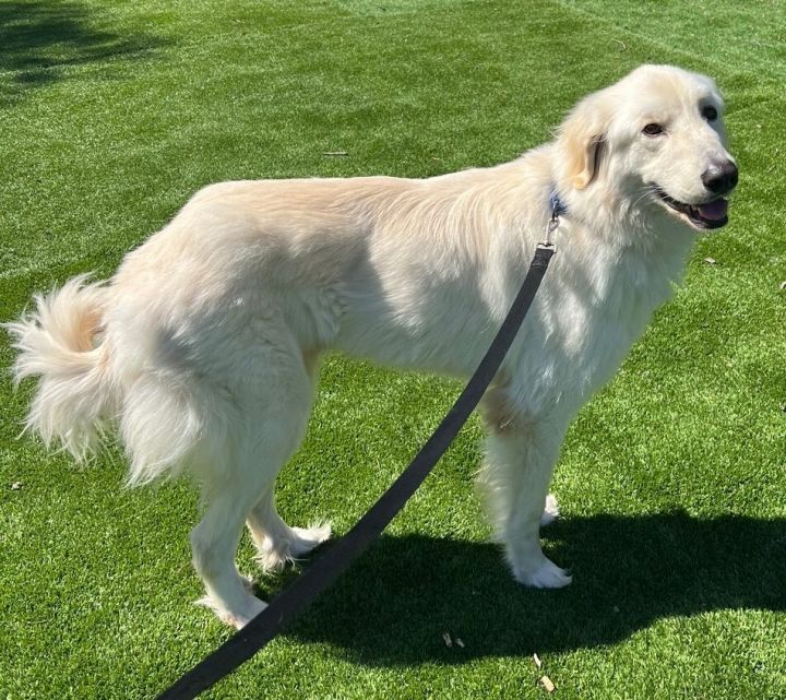 Winston Churchill, an adoptable Great Pyrenees & Golden Retriever Mix in Carlsbad, CA_image-6