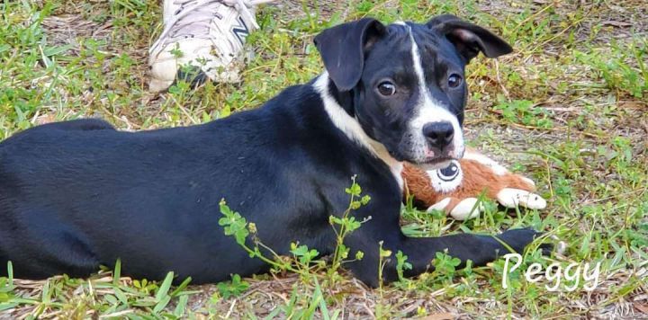 Peggy Bundy, an adoptable Labrador Retriever Mix in St. Augustine, FL_image-1