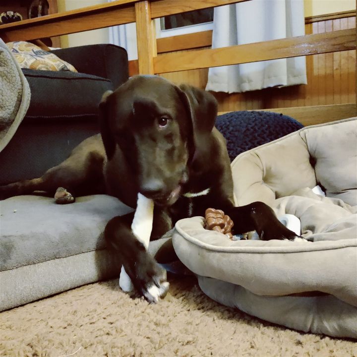 Chase, an adoptable Labrador Retriever Mix in Stover, MO_image-2