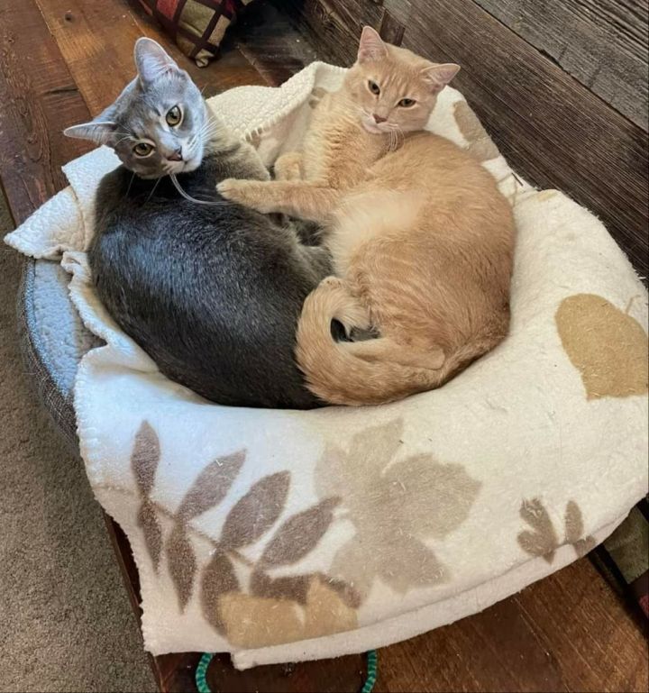 George (siblings Derek, Cristina, and Meredith) 6