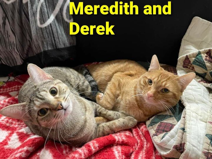 Derek (siblings George, Meredith, and Cristina), an adoptable Domestic Short Hair in Brighton, MI_image-5