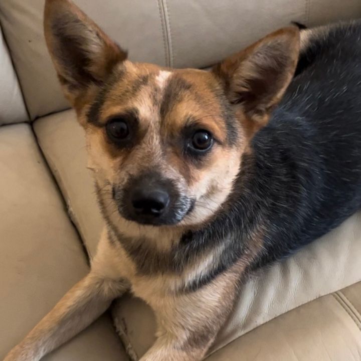 Cookie, an adoptable Corgi & Cattle Dog Mix in Ooltewah, TN_image-2